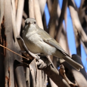 Pachycephala pectoralis at Booth, ACT - 8 Aug 2023 01:08 PM