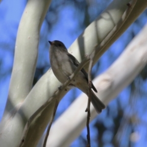 Pachycephala pectoralis at Booth, ACT - 8 Aug 2023 01:08 PM