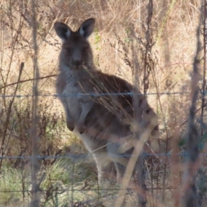 Macropus giganteus at Booth, ACT - 8 Aug 2023