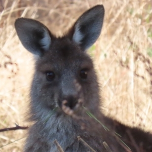 Macropus giganteus at Booth, ACT - 8 Aug 2023