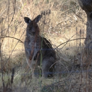 Macropus giganteus at Booth, ACT - 8 Aug 2023