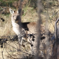 Macropus giganteus at Booth, ACT - 8 Aug 2023