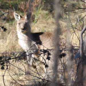 Macropus giganteus at Booth, ACT - 8 Aug 2023 12:24 PM