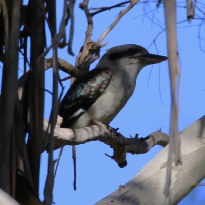 Dacelo novaeguineae (Laughing Kookaburra) at Booth, ACT - 8 Aug 2023 by RodDeb