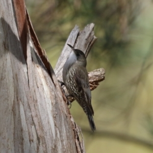 Cormobates leucophaea at Booth, ACT - 8 Aug 2023