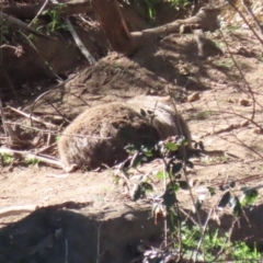 Vombatus ursinus at Tuggeranong, ACT - 8 Aug 2023