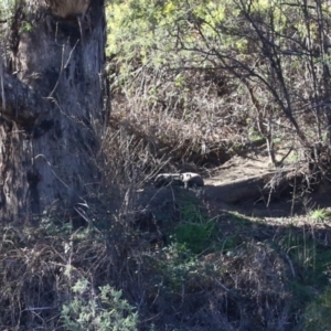 Vombatus ursinus at Tuggeranong, ACT - 8 Aug 2023