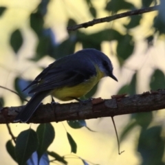 Eopsaltria australis at Booth, ACT - 8 Aug 2023