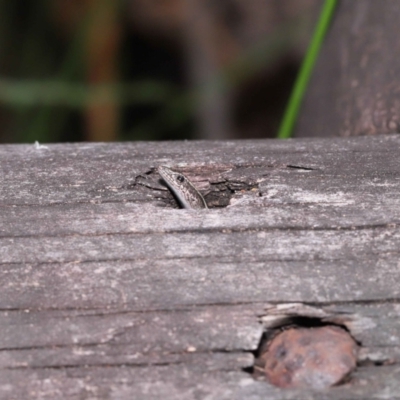 Unverified Skink at Capalaba, QLD - 8 Aug 2023 by TimL
