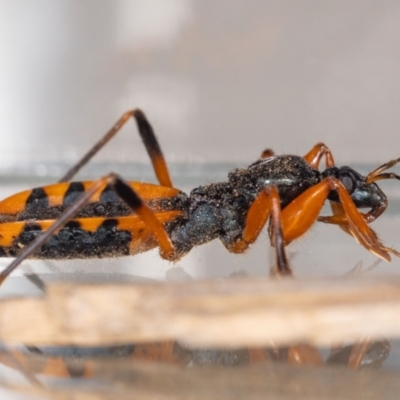 Ectomocoris patricius (Ground assassin bug) at Jerrabomberra, NSW - 8 Aug 2023 by MarkT