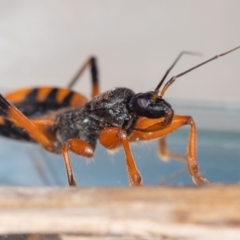 Ectomocoris patricius at Jerrabomberra, NSW - 8 Aug 2023