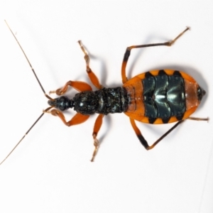 Ectomocoris patricius at Jerrabomberra, NSW - 8 Aug 2023