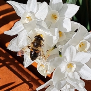 Eristalis tenax at Isaacs, ACT - 9 Aug 2023