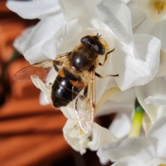 Eristalis tenax at Isaacs, ACT - 9 Aug 2023 10:09 AM