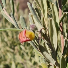 Grevillea arenaria subsp. arenaria (Nepean Spider Flower) at Isaacs Ridge - 8 Aug 2023 by Mike