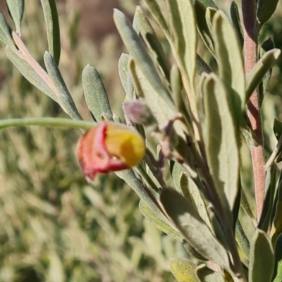 Grevillea arenaria subsp. arenaria (Nepean Spider Flower) at Isaacs, ACT - 8 Aug 2023 by Mike