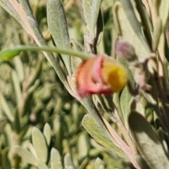 Grevillea arenaria subsp. arenaria at Isaacs, ACT - 8 Aug 2023