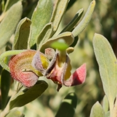 Grevillea arenaria subsp. arenaria at Isaacs, ACT - 8 Aug 2023