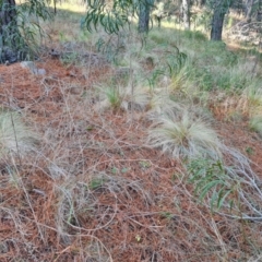 Nassella trichotoma (Serrated Tussock) at Isaacs, ACT - 8 Aug 2023 by Mike