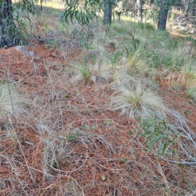 Nassella trichotoma (Serrated Tussock) at Isaacs, ACT - 8 Aug 2023 by Mike