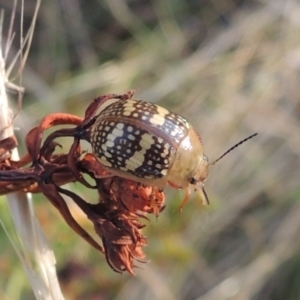 Paropsis pictipennis at Paddys River, ACT - 17 Jan 2023