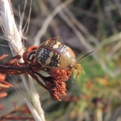 Paropsis pictipennis at Paddys River, ACT - 17 Jan 2023 06:56 PM