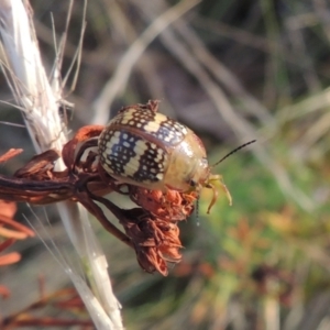 Paropsis pictipennis at Paddys River, ACT - 17 Jan 2023 06:56 PM