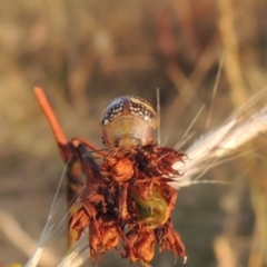 Paropsis pictipennis at Paddys River, ACT - 17 Jan 2023 06:56 PM