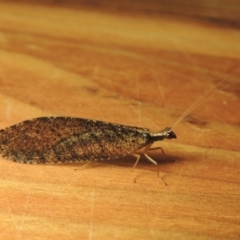 Oedosmylus tasmaniensis (Lacewing) at Conder, ACT - 17 Jan 2023 by michaelb