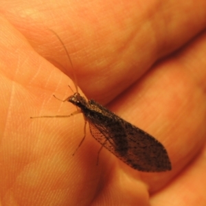 Oedosmylus tasmaniensis at Conder, ACT - 17 Jan 2023 08:40 PM