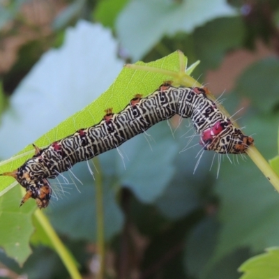 Phalaenoides glycinae (Grapevine Moth) at Pollinator-friendly garden Conder - 24 Jan 2023 by michaelb