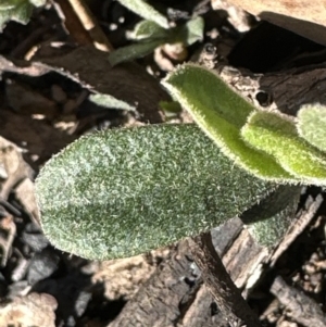 Hibbertia obtusifolia at Aranda, ACT - 8 Aug 2023