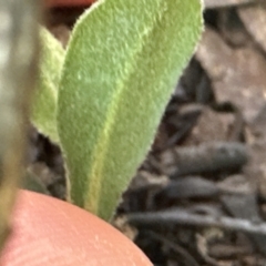 Hibbertia obtusifolia at Aranda, ACT - 8 Aug 2023