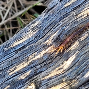 Lithobiomorpha (order) at Lyneham, ACT - 9 Aug 2023