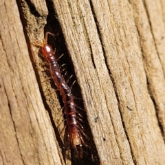 Lithobiomorpha (order) (Unidentified stone centipede) at Lyneham, ACT - 9 Aug 2023 by trevorpreston
