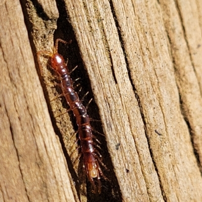 Lithobiomorpha (order) (Unidentified stone centipede) at Lyneham, ACT - 9 Aug 2023 by trevorpreston