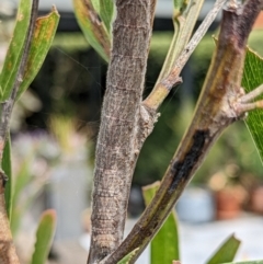 Pararguda nasuta (Wattle Snout Moth) at Amaroo, ACT - 30 Oct 2022 by chriselidie