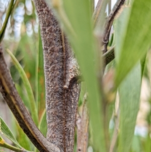 Pararguda nasuta at Amaroo, ACT - 30 Oct 2022