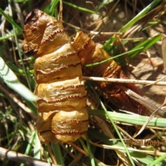 Hepialidae (family) IMMATURES (Unidentified IMMATURE Swift or Ghost Moth) at Mount Majura - 9 Aug 2023 by Evie