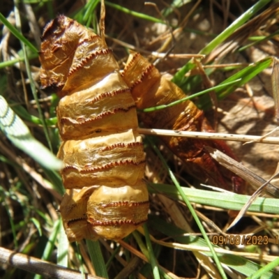 Hepialidae (family) IMMATURES (Unidentified IMMATURE Swift or Ghost Moth) at P11 - 9 Aug 2023 by Evie