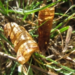 Hepialidae (family) IMMATURES at Majura, ACT - 9 Aug 2023 01:53 PM