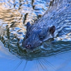 Hydromys chrysogaster (Rakali or Water Rat) at Jerrabomberra Wetlands - 8 Aug 2023 by davidcunninghamwildlife