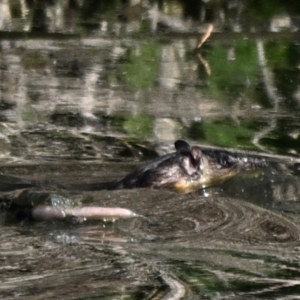 Hydromys chrysogaster at Fyshwick, ACT - 8 Aug 2023