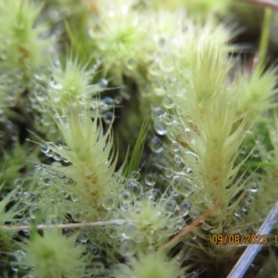 Bartramiaceae at Mount Majura - 9 Aug 2023 by Evie