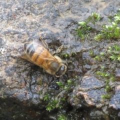 Apis mellifera (European honey bee) at Mount Majura - 9 Aug 2023 by Evie