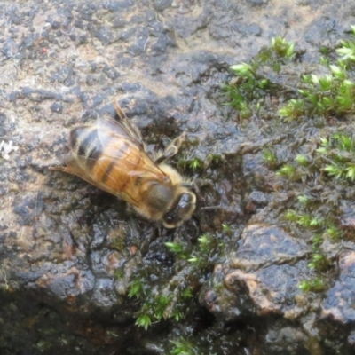 Apis mellifera (European honey bee) at Majura, ACT - 9 Aug 2023 by Evie