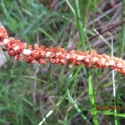 Allocasuarina verticillata (Drooping Sheoak) at Majura, ACT - 9 Aug 2023 by Evie