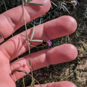 Glycine clandestina at Jerrabomberra, ACT - 9 Aug 2023 02:09 PM