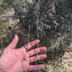 Glycine clandestina at Jerrabomberra, ACT - 9 Aug 2023 02:09 PM