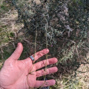 Glycine clandestina at Jerrabomberra, ACT - 9 Aug 2023 02:09 PM